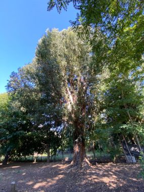 árboles gruesos
