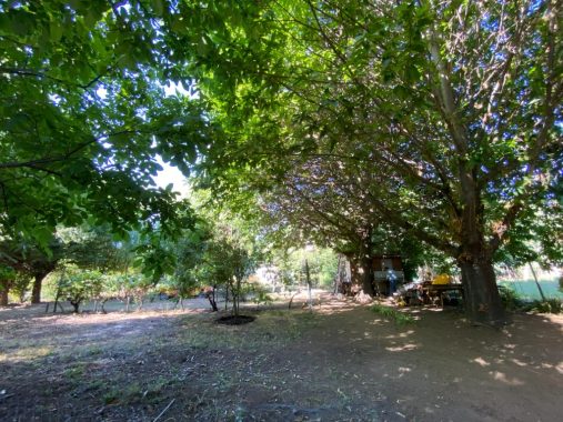 arboles y vista