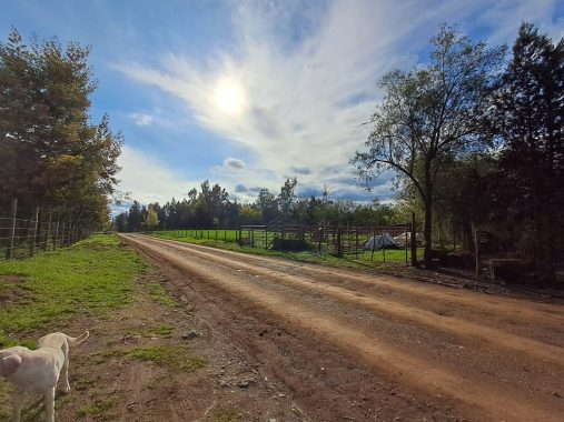 camino Ruta N-354